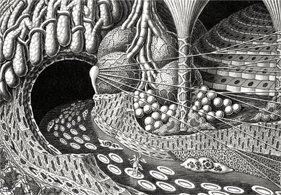 Einfahrt in eine Drüsenhöhle